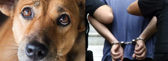 Χανιά: Έβαλε τέλος στη ζωή σκύλου μπροστά στους γείτονες – Χειροπέδες σε 71χρονο