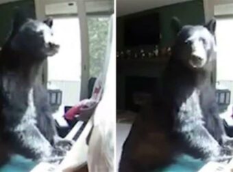 Κρυφή κάμερα κατέγραψε αρκούδα να μπαίνει σε σπίτι και να πλησιάζει το πιάνο – Έπαθαν σοκ όλοι μ’ αυτό που αντίκρισαν αμέσως μετά!