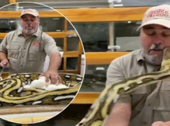 Ανατριχιαστικό βίντεο: Η απίθανη στιγμή που φίδι επιτίθεται όταν πάνε να του πάρουν τα αυγά του