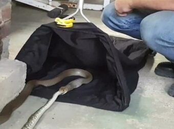 Δηλητηριώδες φίδι καταπίνει ολόκληρο πύθωνα: Κρυφή κάμερα καταγράφει λεπτό προς λεπτό το σοκαριστικό θέαμα (video)