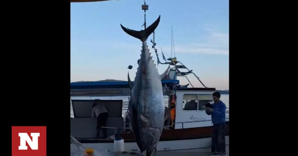Φθιώτιδα: Ψαράδες αλίευσαν τόνο βάρους μισού τόνου στον Αστακό
