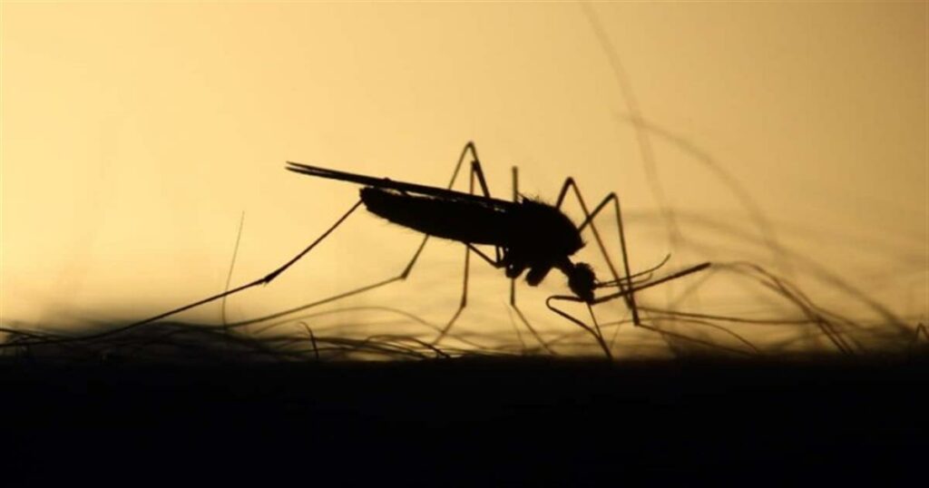 Προσοχή στα κουνούπια που μεταδίδουν τον ιό του Δυτικού Νείλου – Τα μέτρα προφύλαξης του ΕΟΔΥ