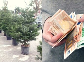 Δεν είχαν ούτε 1 ευρώ, ξεκίνησαν να φυτεύουν Έλατα και σήμερα βγάζουν 50.000€ σε έναν μήνα