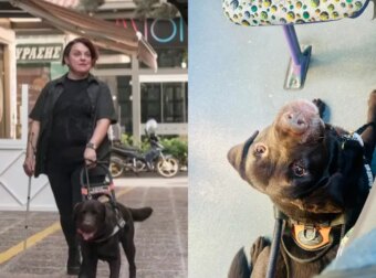 Οδηγός τρόλεϊ επιτέθηκε φραστικά σε επιβάτιδα με σκύλο-οδηγό – «Με κοροϊδεύετε, δεν είστε τυφλή»