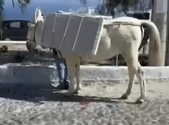 Σαντορίνη: Σοκάρουν οι εικόνες με φορτωμένα γαϊδουράκια με οικοδομικά υλικά, μαρμάρινες πλάκες