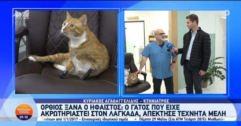 Συγκίνηση για τον Ήφαιστο: Ο ακρωτηριασμένος γάτος περπατά και πάλι με τα νέα τεχνητά του μέλη