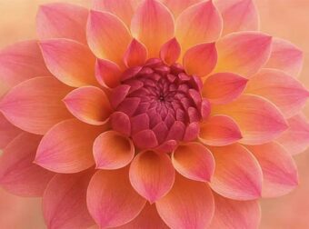 Το λουλούδι που αντιστοιχεί στο μήνα που γεννήθηκατε και τι συμβολίζει