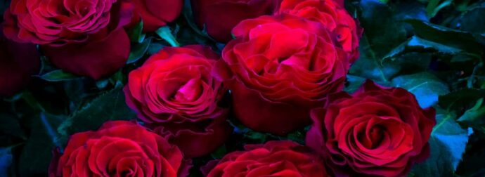 Αν σας πήραν λουλούδια, χθες, του Αγίου Βαλεντίνου… βγάλτε τα αμέσως στο μπαλκόνι: Αν δείτε τι τοξικό έχουν πάνω, θα «μείνετε»