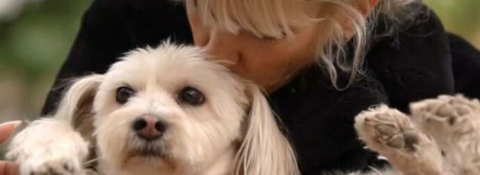 Μυρτώ Αλικάκη για την κακοποίηση της σκυλίτσας της: «Είχε βιαστεί από μεγάλα σκυλιά»