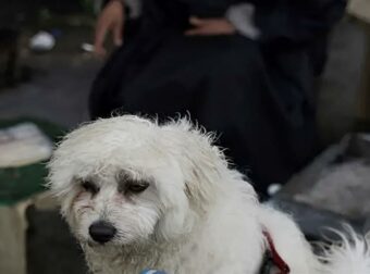 Πτήση επαναπατρισμού Αθήνα-Ντουμπάι από το ΥΠΕΞ για κατοικίδια και τους ιδιοκτήτες τους