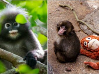 Μαϊμού στο σπίτι: Επιτρέπεται ως κατοικίδιο στην Ελλάδα; Το νομικό πλαίσιο και η αλήθεια πίσω από τα viral βίντεο του Punch