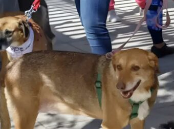 Επαναπατρισμοί από τη Μέση Ανατολή: Ειδική πτήση από το Ντουμπάι για πολίτες με κατοικίδια