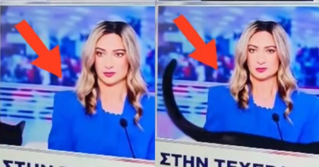 Viral η γάτα που έκοβε βόλτες στο στούντιο του ΣΚΑΙ