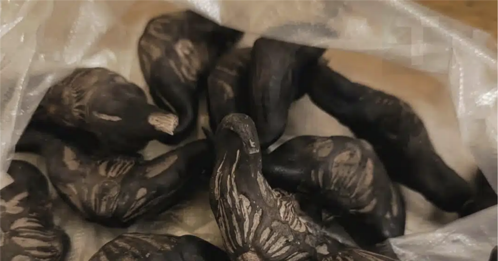 Ο γείτονας μου έδωσε μια σακούλα από αυτά. ξέρει κανείς τι είναι