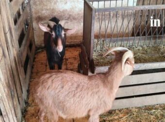 Απίστευτα πράγματα στους Αμπελόκηπους: Είχε στην ταράτσα του… 31 κοτόπουλα και 10 πτηνά, 10 κατσίκες και 3 ερίφια