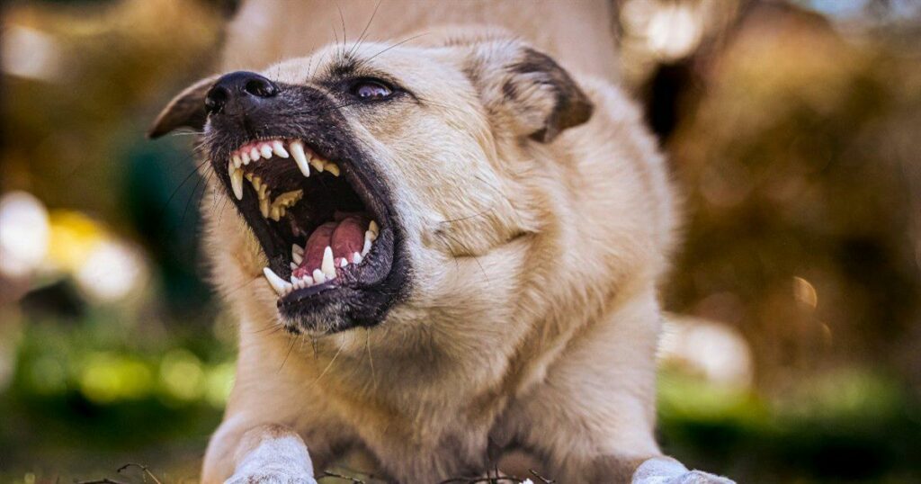 Δραματικές ώρες στην Κρήτη: Δύο μικρά παιδιά στη ΜΕΘ μετά από επίθεση σκύλου και σοβαρό ατύχημα σε πισίνα