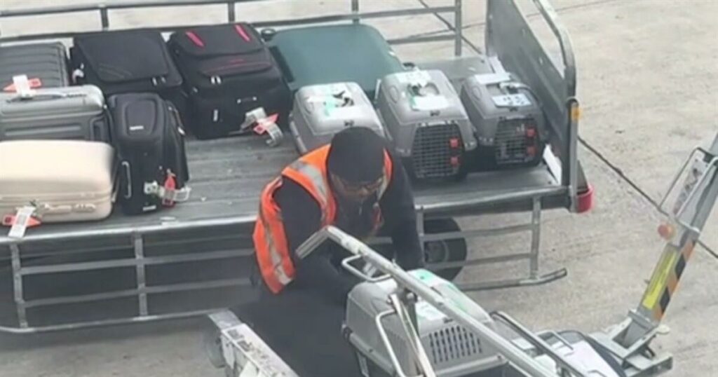 Αεροδρόμιο Ελευθέριος Βενιζέλος: Εργαζόμενος «έλιωσε» το ίντερνετ με την αξιολάτρευτη υποδοχή κατοικίδιων από τον χώρο αποσκευών αεροπλάνου