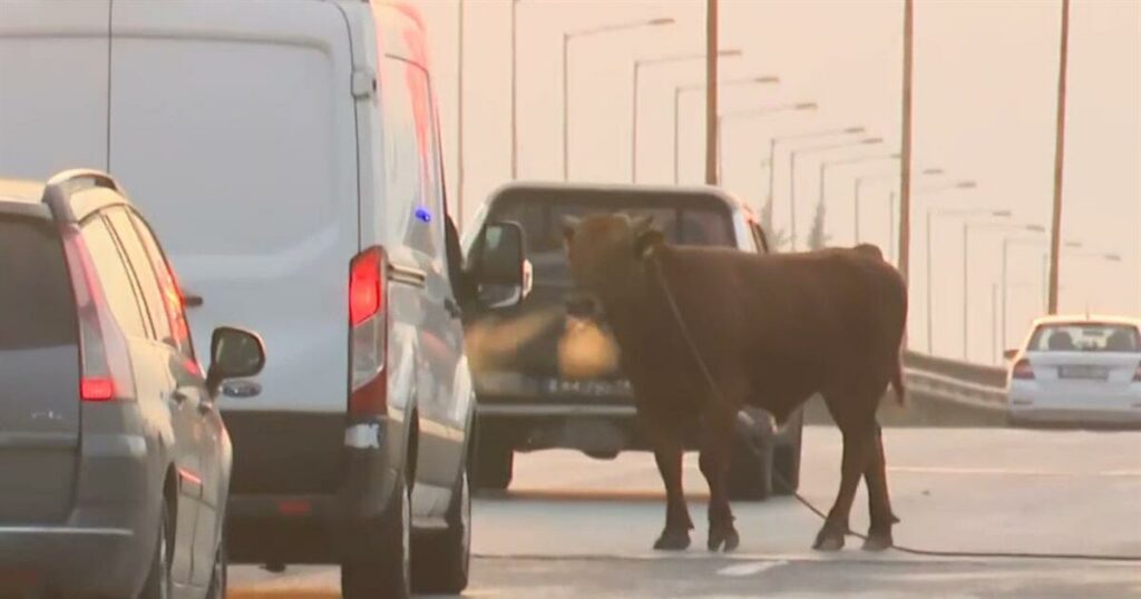 Ταύρος ξέφυγε και έκανε βόλτες στην εθνική οδό Θεσσαλονίκης – Αθήνας (video)