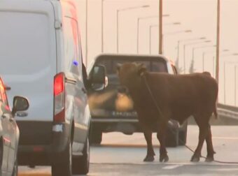 Ταύρος ξέφυγε και έκανε βόλτες στην εθνική οδό Θεσσαλονίκης – Αθήνας (video)