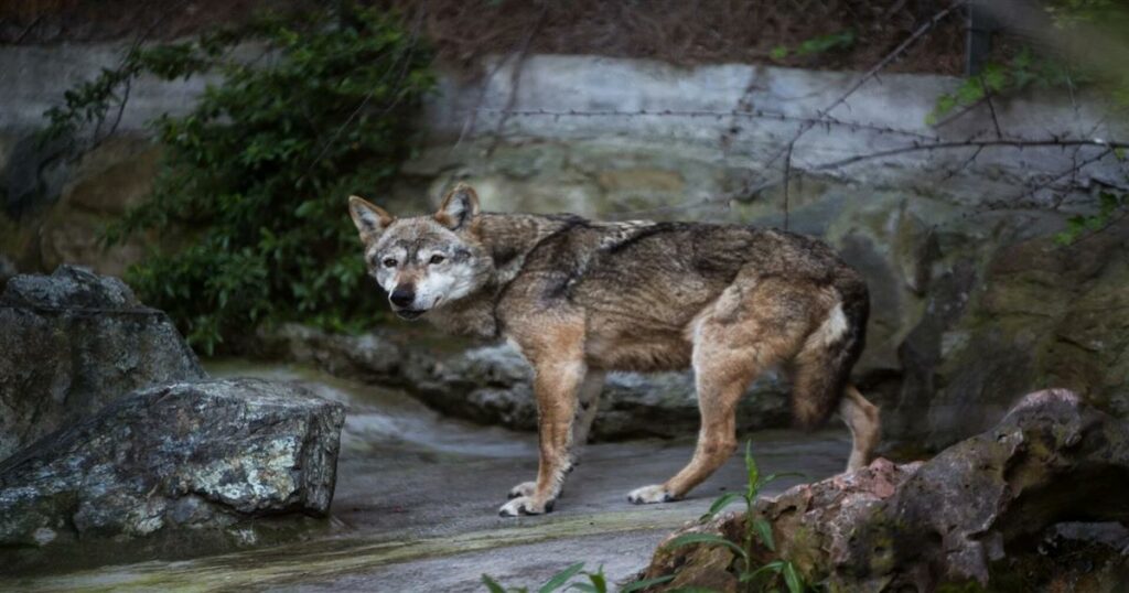 Λύκος άρπαξε νήπιο σε ζωολογικό κήπο ενώ οι γονείς έπαιζαν με τα κινητά τους σε παγκάκι (video)
