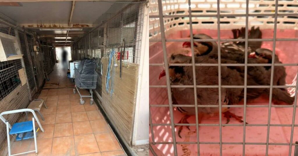 Αδιανόητο: Το παράνομο μαντρί των Αμπελοκήπων βρισκόταν στην ταράτσα του κτιρίου που στεγάζει τον ΕΦΕΤ