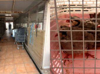 Αδιανόητο: Το παράνομο μαντρί των Αμπελοκήπων βρισκόταν στην ταράτσα του κτιρίου που στεγάζει τον ΕΦΕΤ