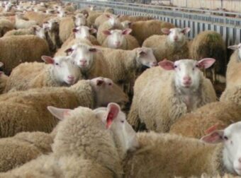 Καταγγελία: Στις Αχαρνές βόσκουν πρόβατα μέσα σε κατοικημένη περιοχή και τα αφήνουν να ψοφάνε μέσα σε αυλές σπιτιών (Βίντεο)