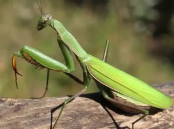 Όταν αυτό το έντομο προσγείωνεται πάνω σας, να τι θέλει να πει το σύμπαν