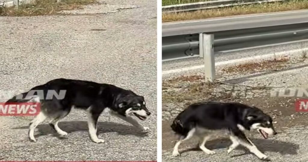 Σκυλάκι περιμένει τις τελευταίες 5 ημέρες έξω από εκκλησία να επιστρέψει αυτός που το παράτησε (video)