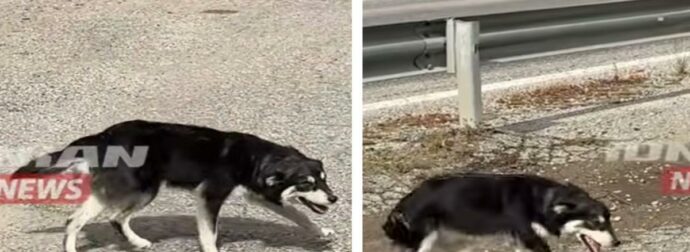Σκυλάκι περιμένει τις τελευταίες 5 ημέρες έξω από εκκλησία να επιστρέψει αυτός που το παράτησε (video)