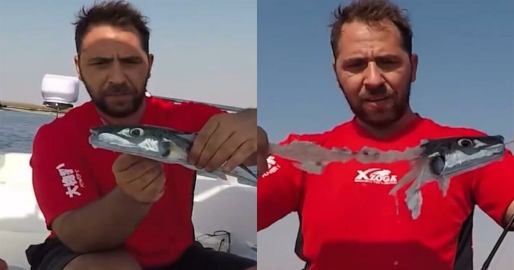 Λαγοκέφαλοι: Σοκάρει το πείραμα ψαρά που αποδεικνύει ότι είναι κανίβαλοι – Σε ποιες περιοχές εμφανίστηκαν