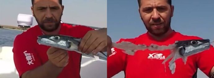 Λαγοκέφαλοι: Σοκάρει το πείραμα ψαρά που αποδεικνύει ότι είναι κανίβαλοι – Σε ποιες περιοχές εμφανίστηκαν