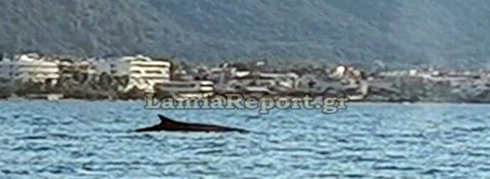 Φάλαινα πιάστηκε στα πράσα να κάνει βόλτες ανοιχτά των Καμένων Βούρλων