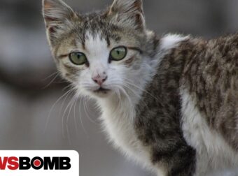 Θεσσαλονίκη: Ελεύθερη η 54χρονη που κατηγορείται ότι παρέσυρε και σκότωσε γάτα – Τι ισχυρίστηκε