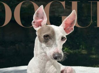 Vogue «Dogue»: Ποιος είναι ο νικητής του διαγωνισμού που έγινε εξώφυλλο στο πασίγνωστο περιοδικό μόδας