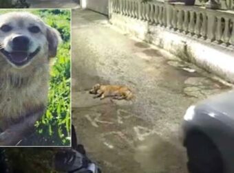 Στον εισαγγελέα η γυναίκα οδηγός που πάτησε σκύλο με ΙΧ στην Κέρκυρα – Αντιμέτωπη με κάθειρξη έως 10 έτη και πρόστιμο