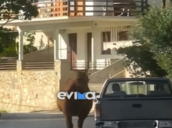 Σοκ στην Εύβοια: Τραυματισμένο άλογο δεμένο από το πόδι σε καρότσα αγροτικού – Το βίντεο που προκάλεσε οργή